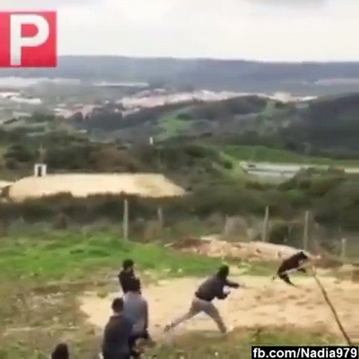 Amazing dog jumps compilation 2016