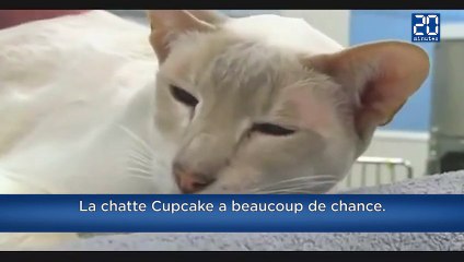 Une chatte survit 8 jours enfermée dans un colis postal