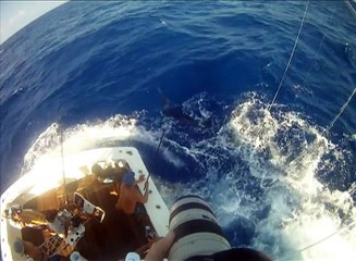 Giant Black Marlin Release