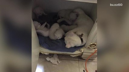 People are staying in war torn Syria to save animals in need