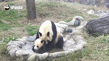 Un bébé panda refuse que sa mère le lave
