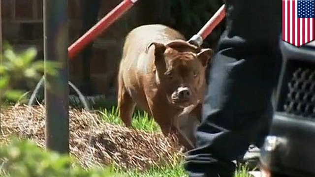 86-year-old woman mauled to death by two vicious pit bulls in Charlotte