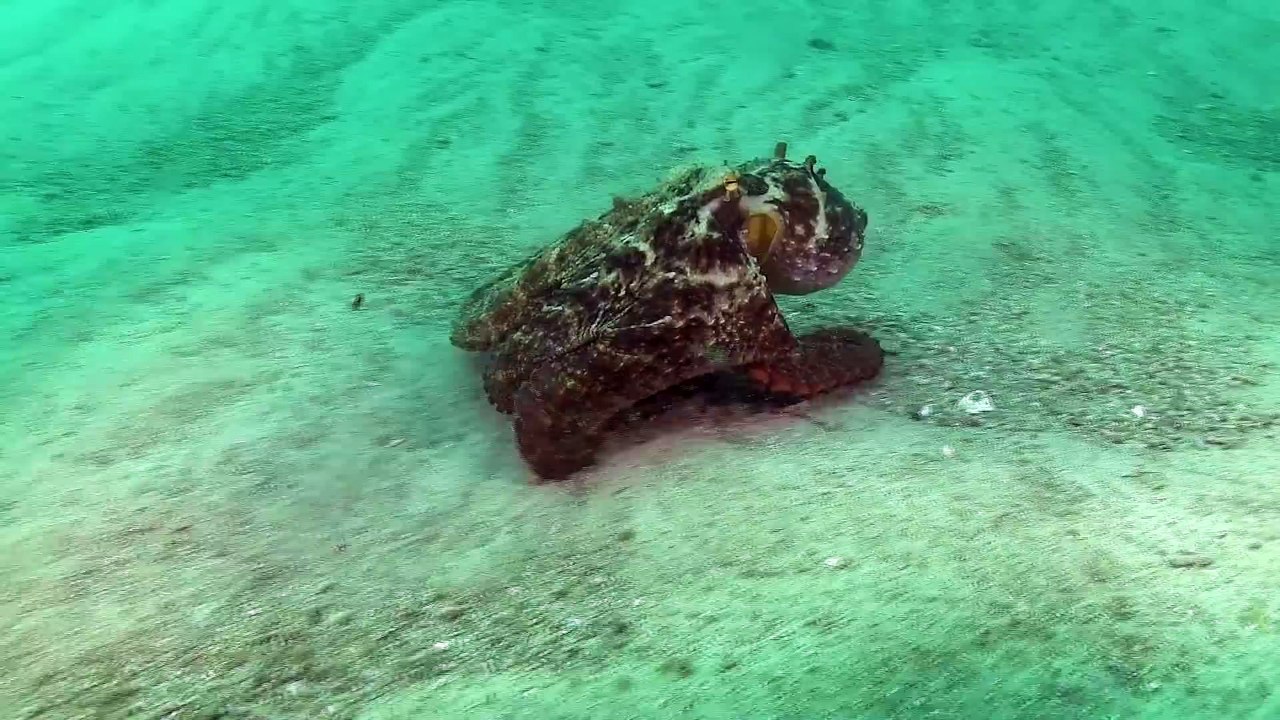 Cette pieuvre joue à cache cache