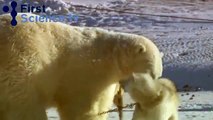 Polar bears and Huskies playing