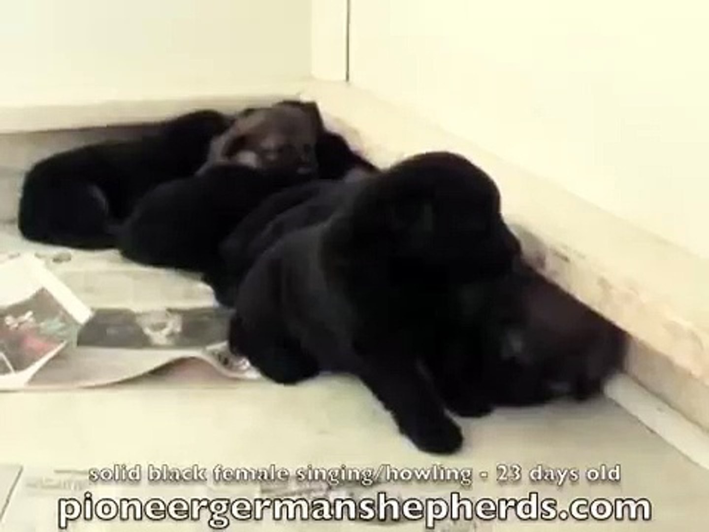 Solid Black German Shepherd Puppy Singing Howling 23 Days Video Dailymotion