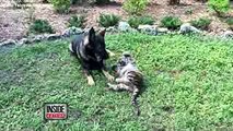 Abandoned Tiger Cub and German Shepherd Become Fast Friends
