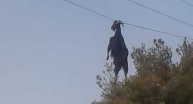 Une chèvre se retrouve suspendue à un fil électrique
