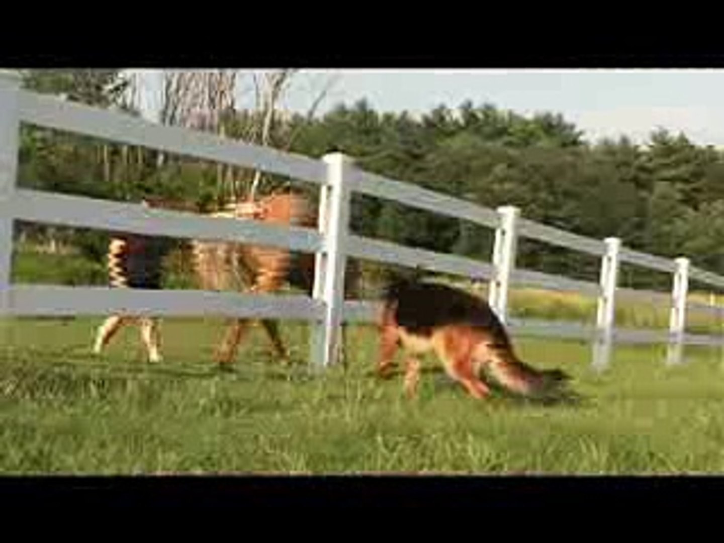 Dogs 101 German Shepherd Video Animal Planet - Vidéo Dailymotion