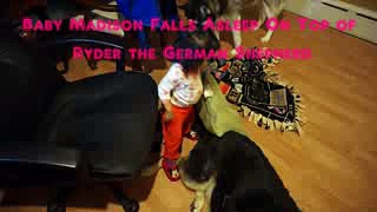 Baby Loves German Shepherd, Falls Asleep On German Shepherd.