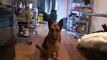 Funny Video German Shepherd Dog Gets Epic Bath Sad Cute and Very Funny