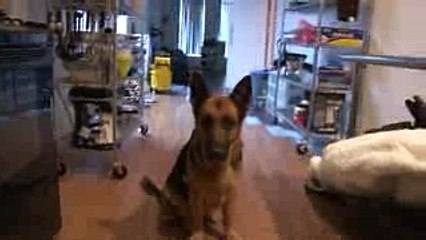 Funny Video German Shepherd Dog Gets Epic Bath Sad Cute and Very Funny