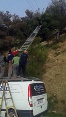 Ils sauvent une chève coincée sur un fil électrique