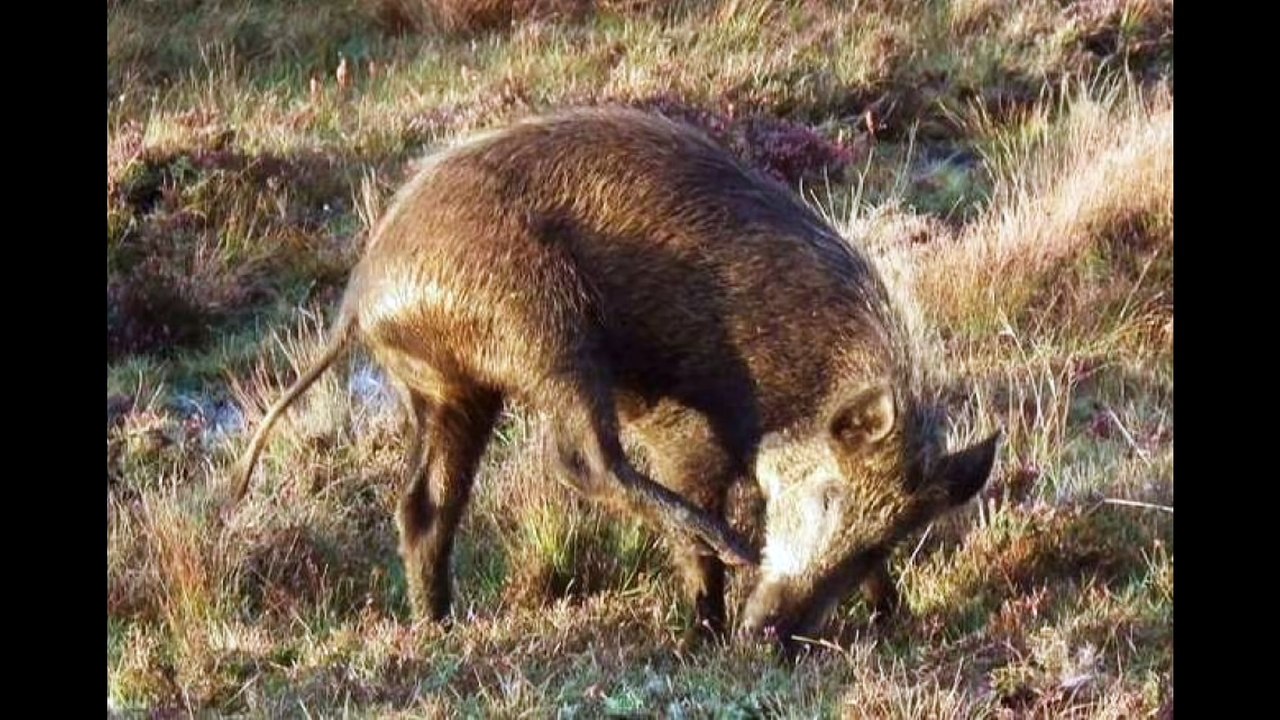 12 Real Animal Hybrids Seem Too Cool To Exist