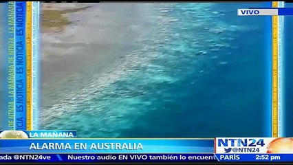 Barrera de coral en riesgo: arrecifes en Australia pierden su color debido a los niveles de dióxido de carbono