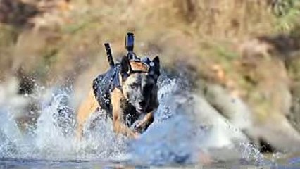 SEALs' Top Dog- German Shepherd