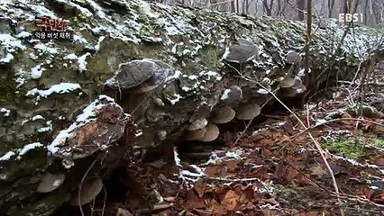 극한 직업.E716.160330 -2