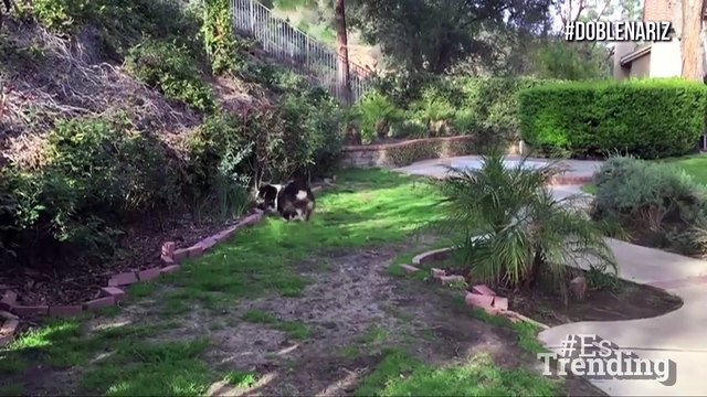 Toby, el perro de dos narices que se salvó de ser sacrificado