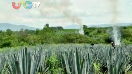 Ana María Salazar. México analiza marihuana por salud ¿cómo actuará con el narco?