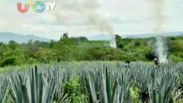 Ana María Salazar. México analiza marihuana por salud ¿cómo actuará con el narco?