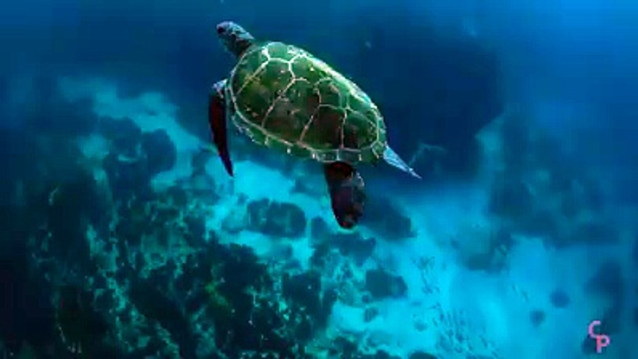 فيديو نادر هذا هو الحيوان الذي يخلصنا من قنديل البحر فيديو روعة