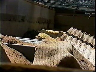 The life history of the Argentine Black And White Tegu Tupinambis merianae part 2