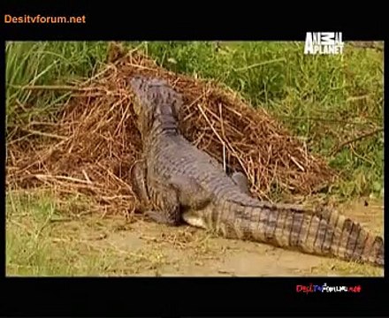 Animal Planet Safari 15th January 2015 Video Watch Online PT4