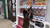Quand il a soif ce singe se prend une canette au distributeur... Normal!