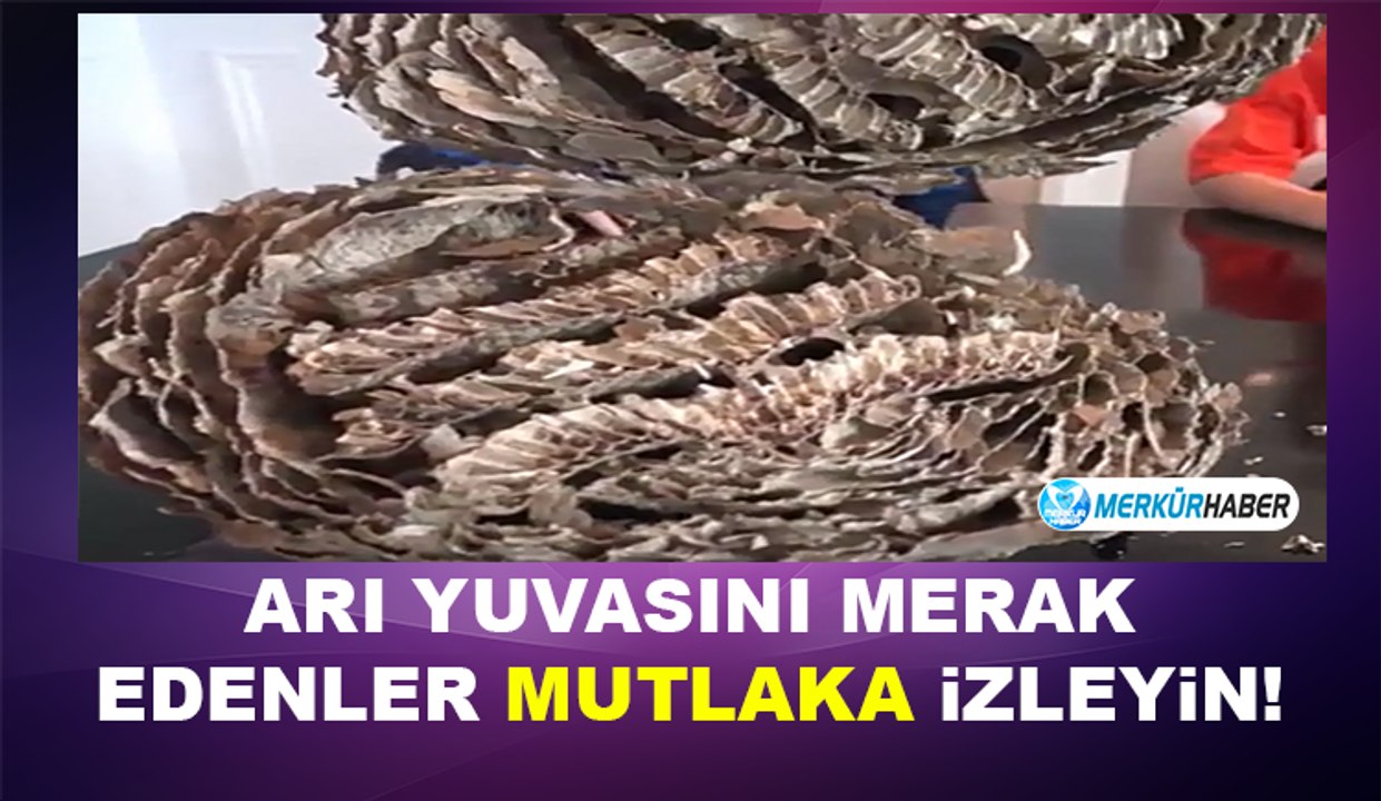 Arı Yuvasını Merak Edenler Mutlaka İzleyin!