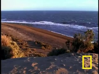 Killer Whales Vs. Sea Lions - Attenborough: Trials of Life - BBC