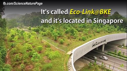 Ecological bridge Allows Animals to Pass Over a Busy Highway
