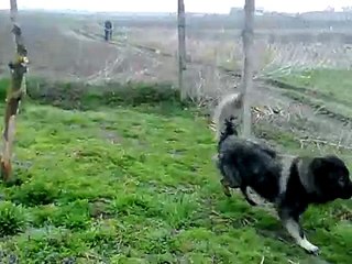 Caucasian Ovcharka- Sarik II V.Baku/Volkodav/