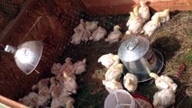 #3 Raising Meat Chickens