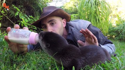 Baby Otter Feeding Time!
