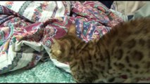 Bengal Kitten Introduction to adult cats - Part 1