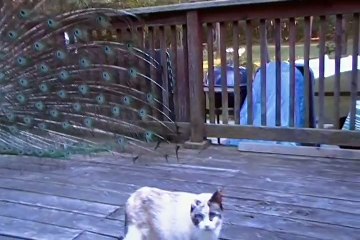 Kitten and His Best Friend Henry the peacock