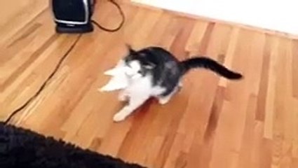 Kitten makes a mistake