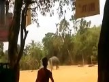 Killer elephant attack in malappuram Kilamandoor temple kerala india