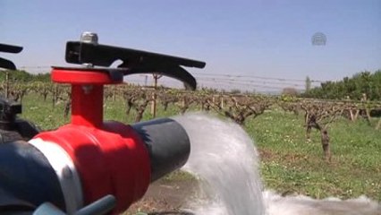 Turgutlu'da Bağlarda Dona Karşı Yağmurlama Sistem Denendi - Manisa