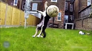 Hilarious Puppy Catching Fails