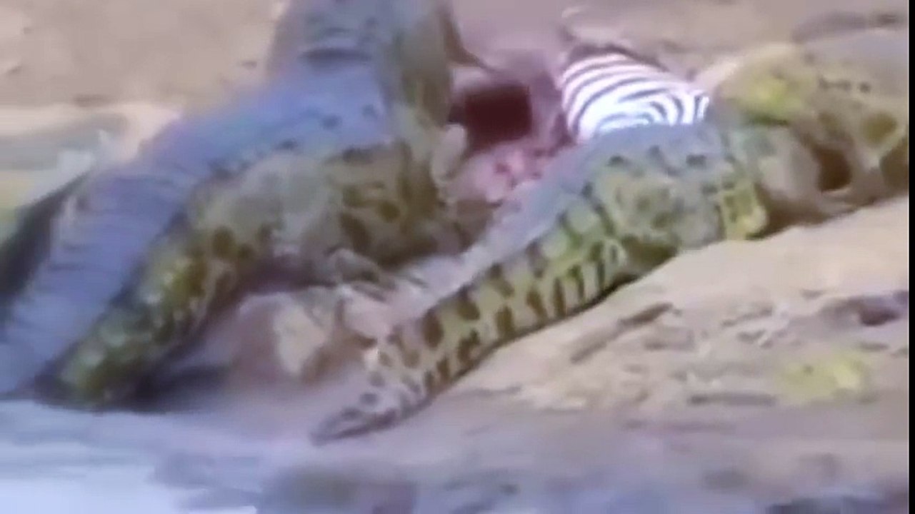 Most Amazing Wild Animal Attacks - Crocodile vs Zebra - Crocodile Attacks Zebra - Lion vs Zebra