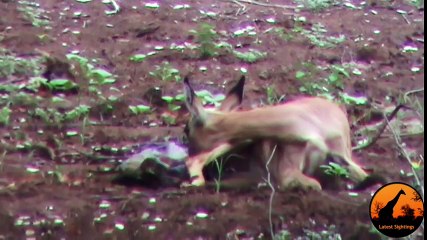 Unbelievable  Leopard Hesitates Before Taking Out An Impala Lamb At Birth
