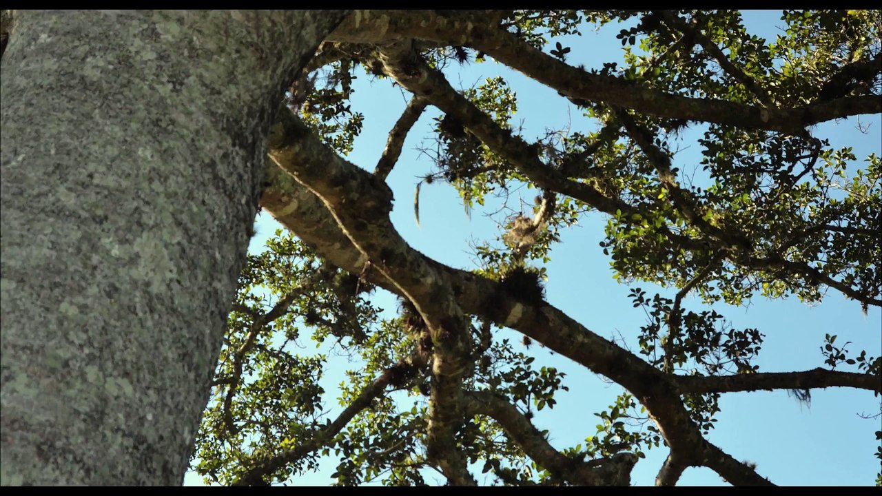 Prova de Coragem - Trailer