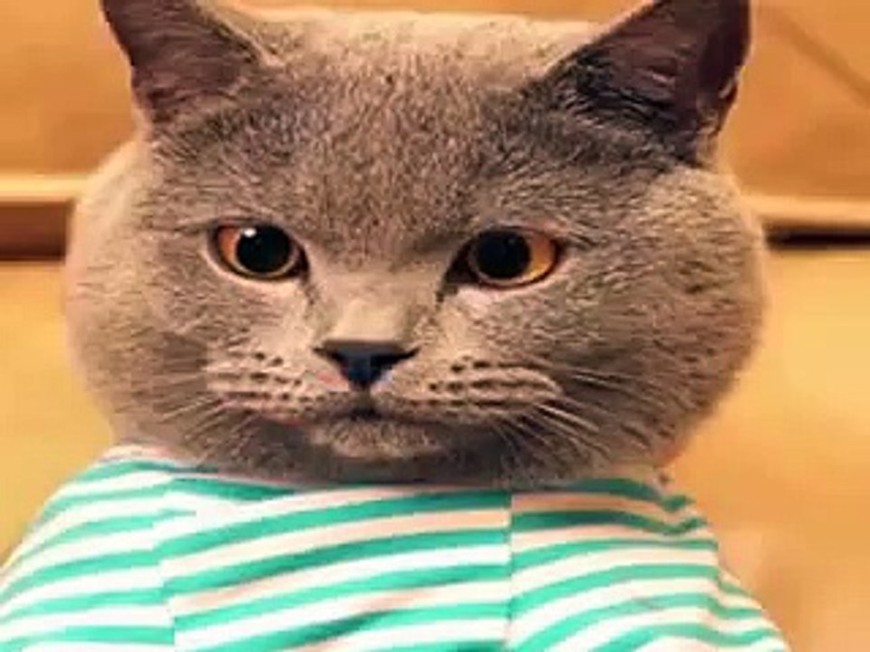 Funny Videos ★ Best Funny Fail Compilation ★ Funny Videos 2016