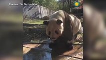 Guardate questo tenerissimo panda mentre fa il bagnetto!