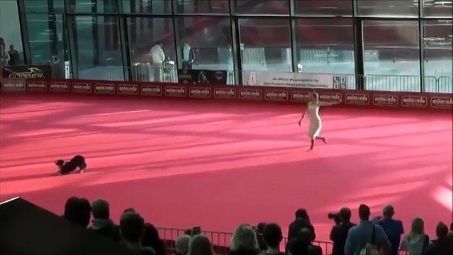 Собака и её хозяйка просто ошеломили зрителей