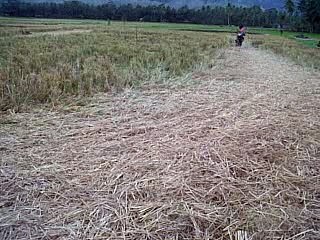 Motocross amateur racers from Indonesia are very funny