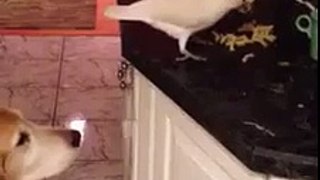 Parrot Give Food To Dog
