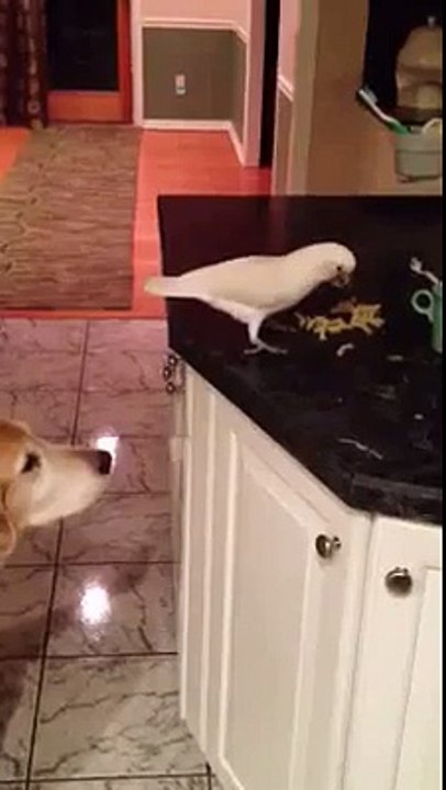 Parrot Give Food To Dog
