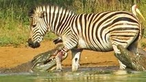 Zebra escapes the jaws of crocodile