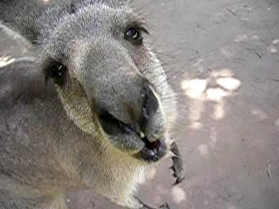 Kangarou Face